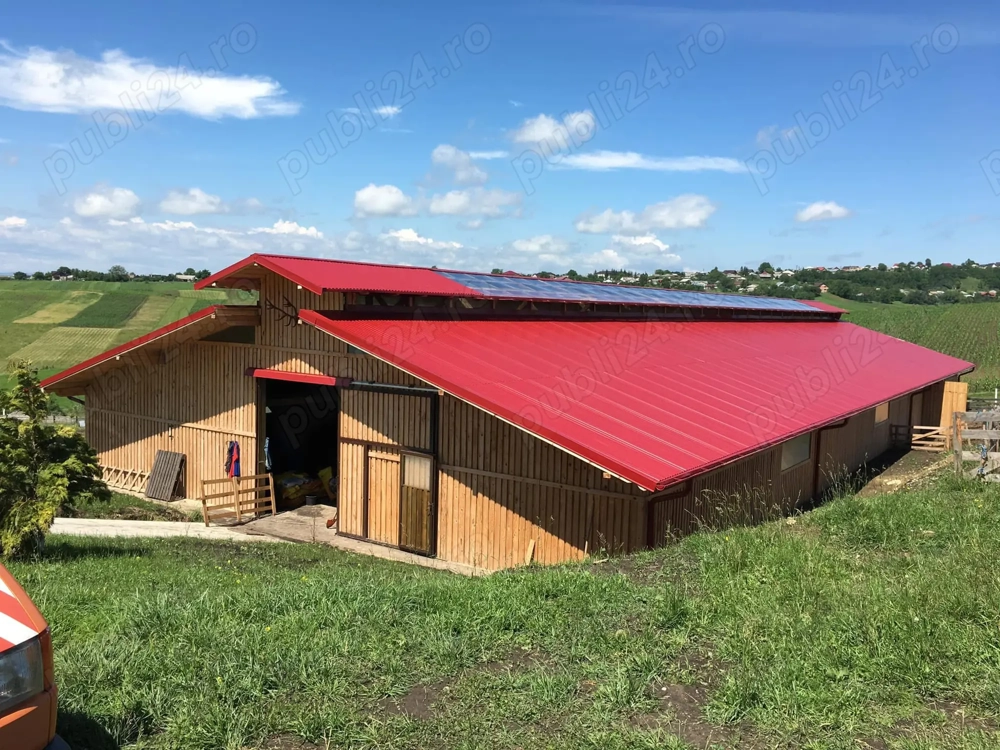 Caut cioban serios la oi rasa de carne
