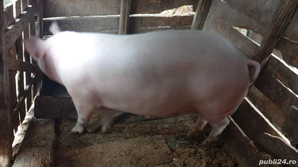 Vad purcea Ladndrace 