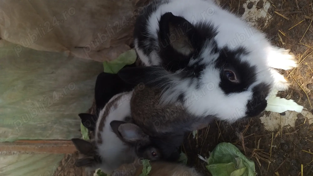Iepurași "cap de leu"