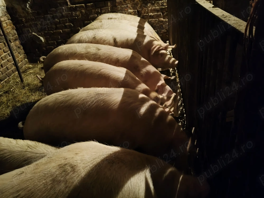 Vând porci pentru craciun