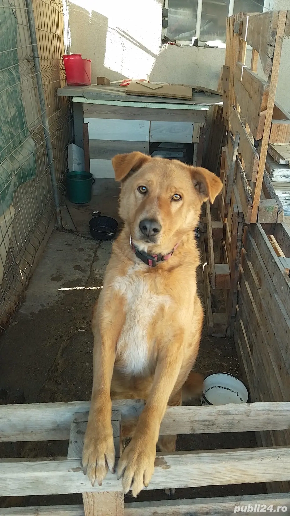 Donez spre adopție câine rasa comună 