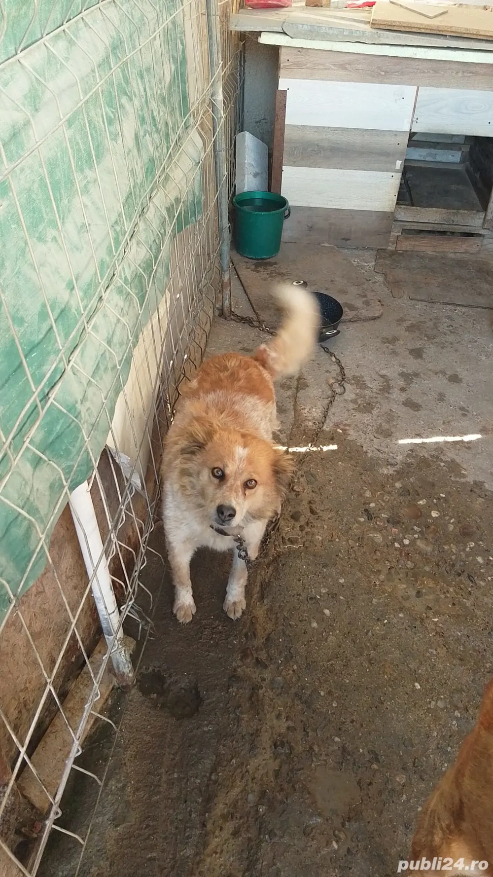 Donez spre adopție câini rasa comună 