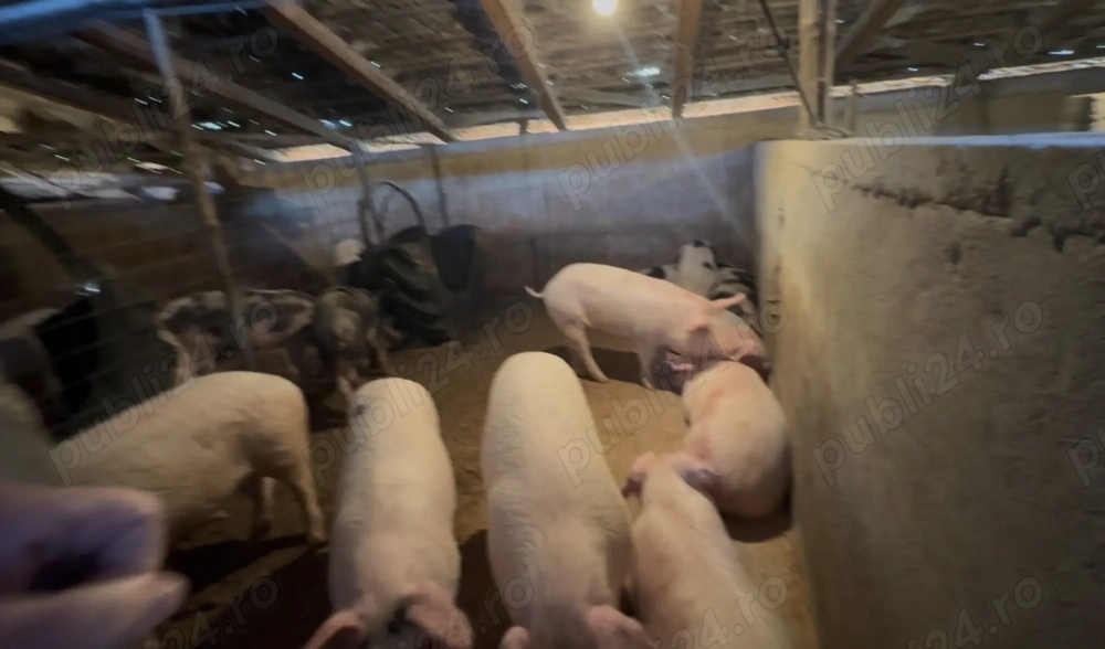 Vand porci - rasa Pietran & Marele Alb - 90-100 kg