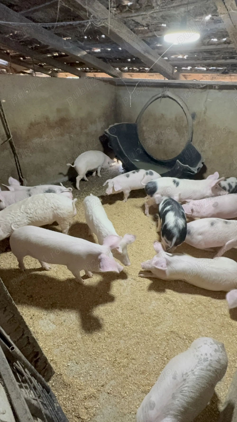 Vand purcei - Pietran & Marele Alb - 40-45 kg 