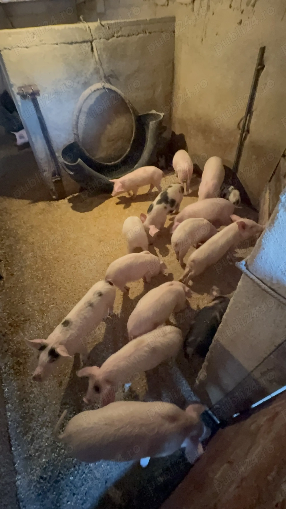 Vand purcei înțărcați - rasa Pietran & Marele Alb 