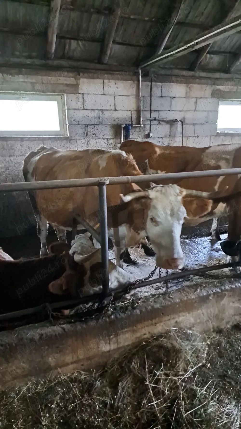 vand doua vaci bune de lapte