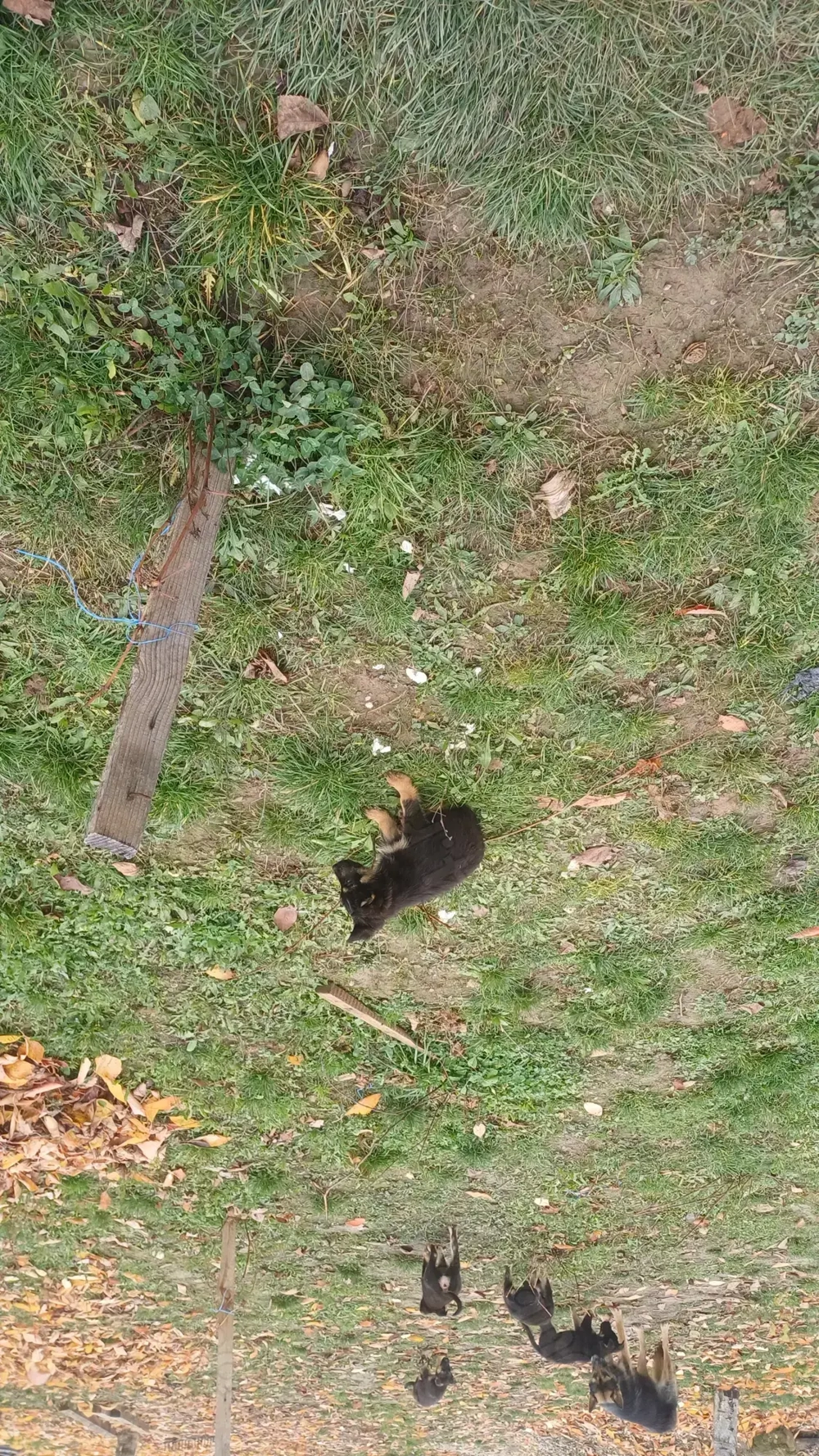 Vand ciobanesc german 