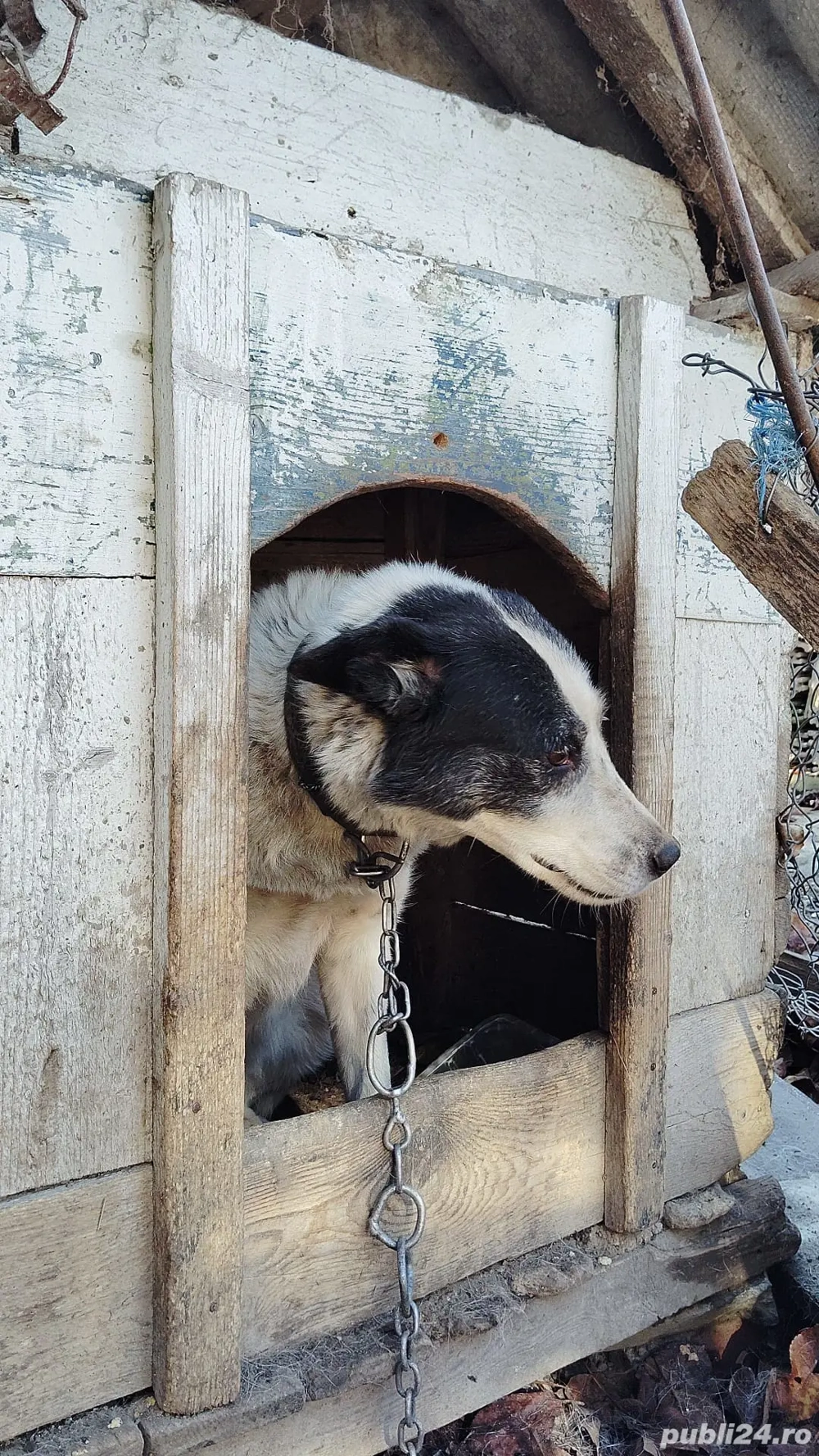 Cățel metis 7 ani gratis