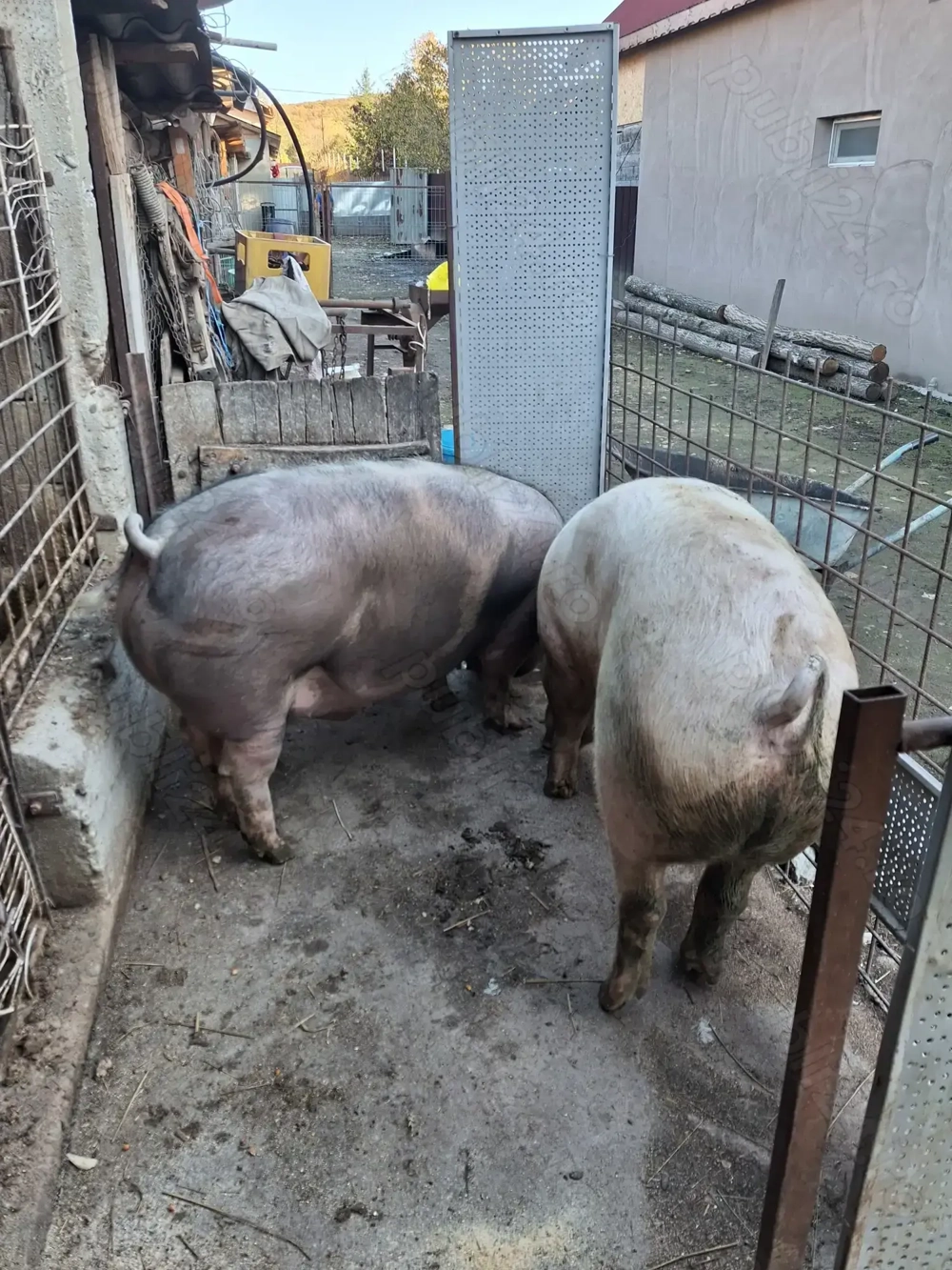 Porci crescuti natural