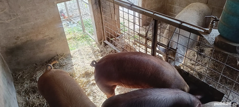 Porci Duroc