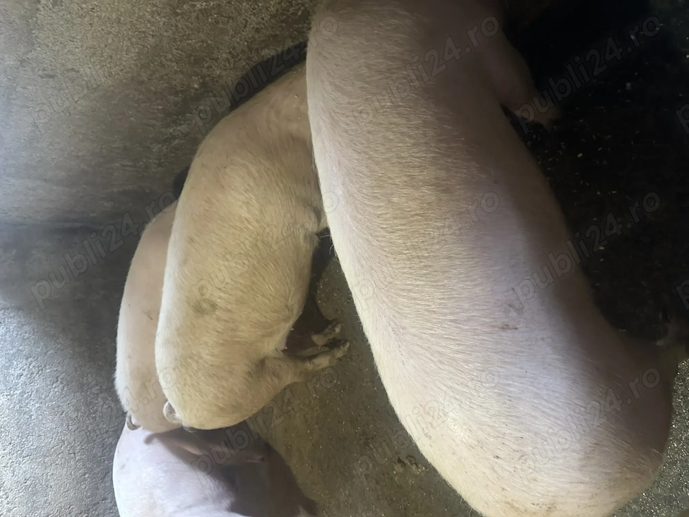 Vand porci de carne, foarte frumosi, merita vazuti