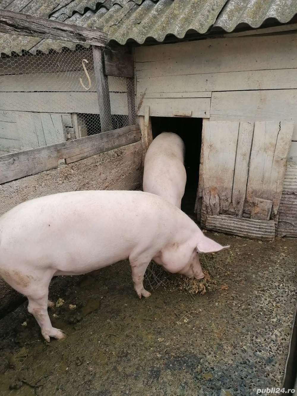 Vand porc crecut in gospodărie proprie 