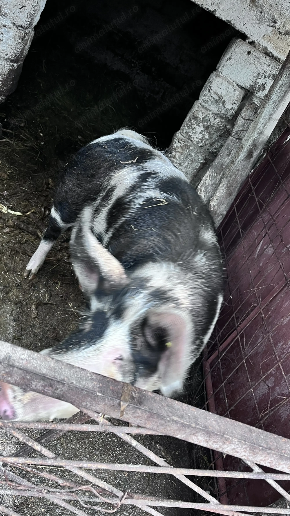 Porci de gospodărie 