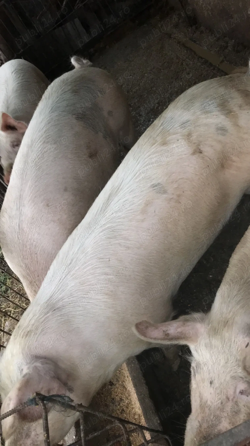 Vând porci pentru sacrificare