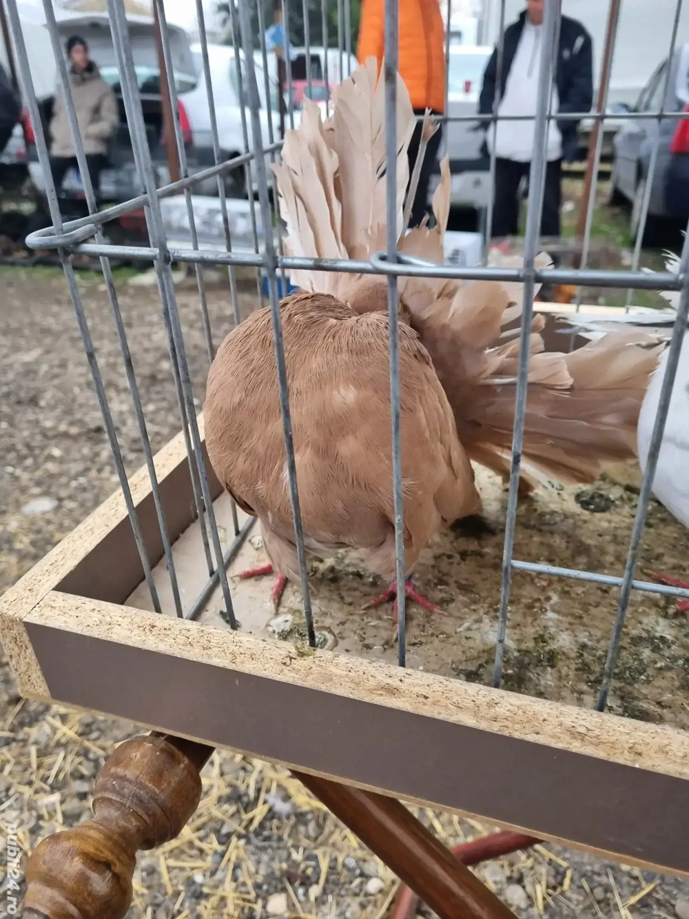 porumbei 2025 ornament