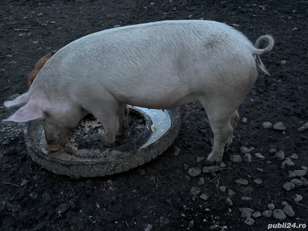 Vand porci rasa! Greutate 80-130 kg! Pret :20 RON kg