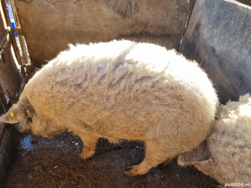 vind porc mangajita  estimat la220 kg crescut cu  