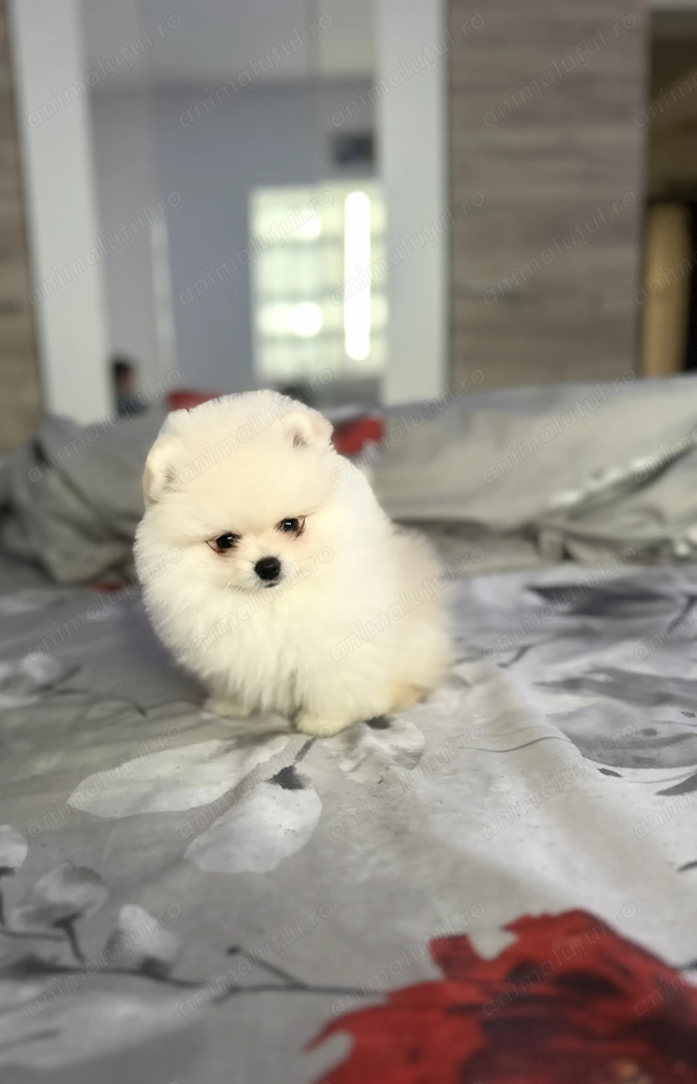 Vând cățel Pomeranian mini toy