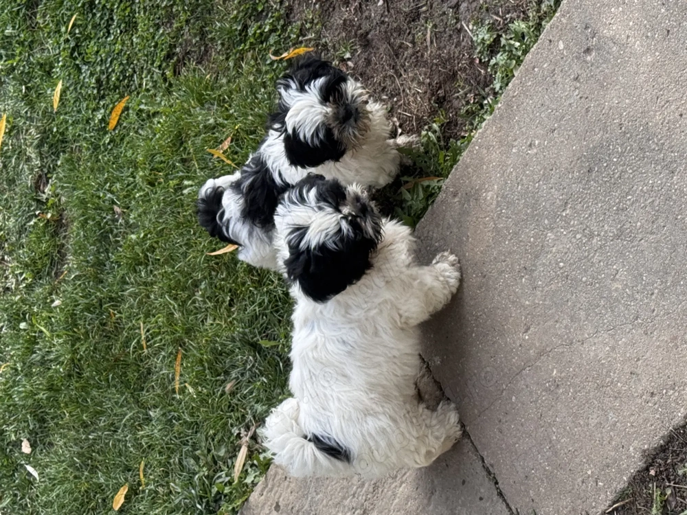 Cățeluși shitzu de vânzare 