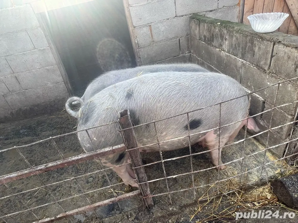 vand doua scroafe de sacrificat si purcei 