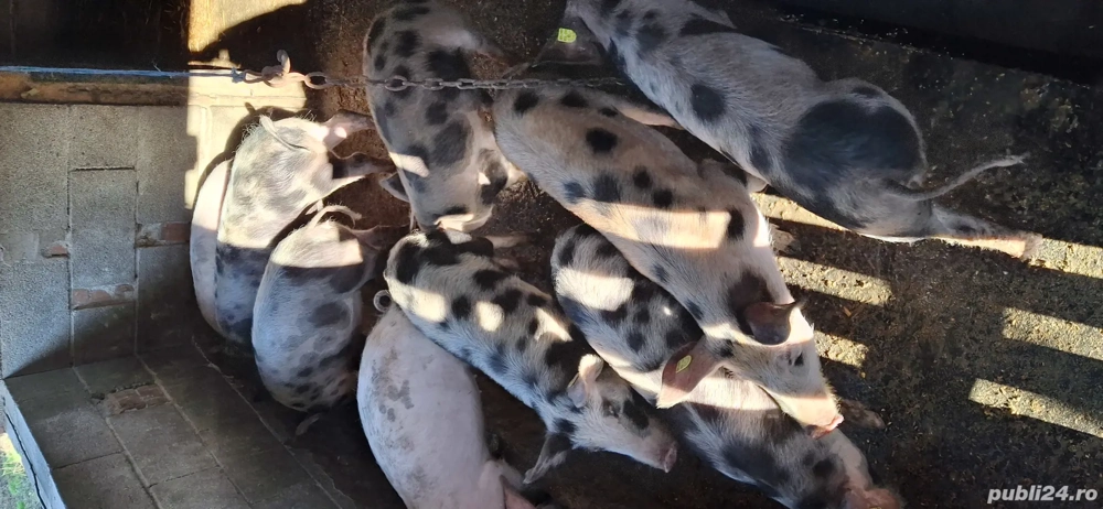 De vânzare Șoldani 