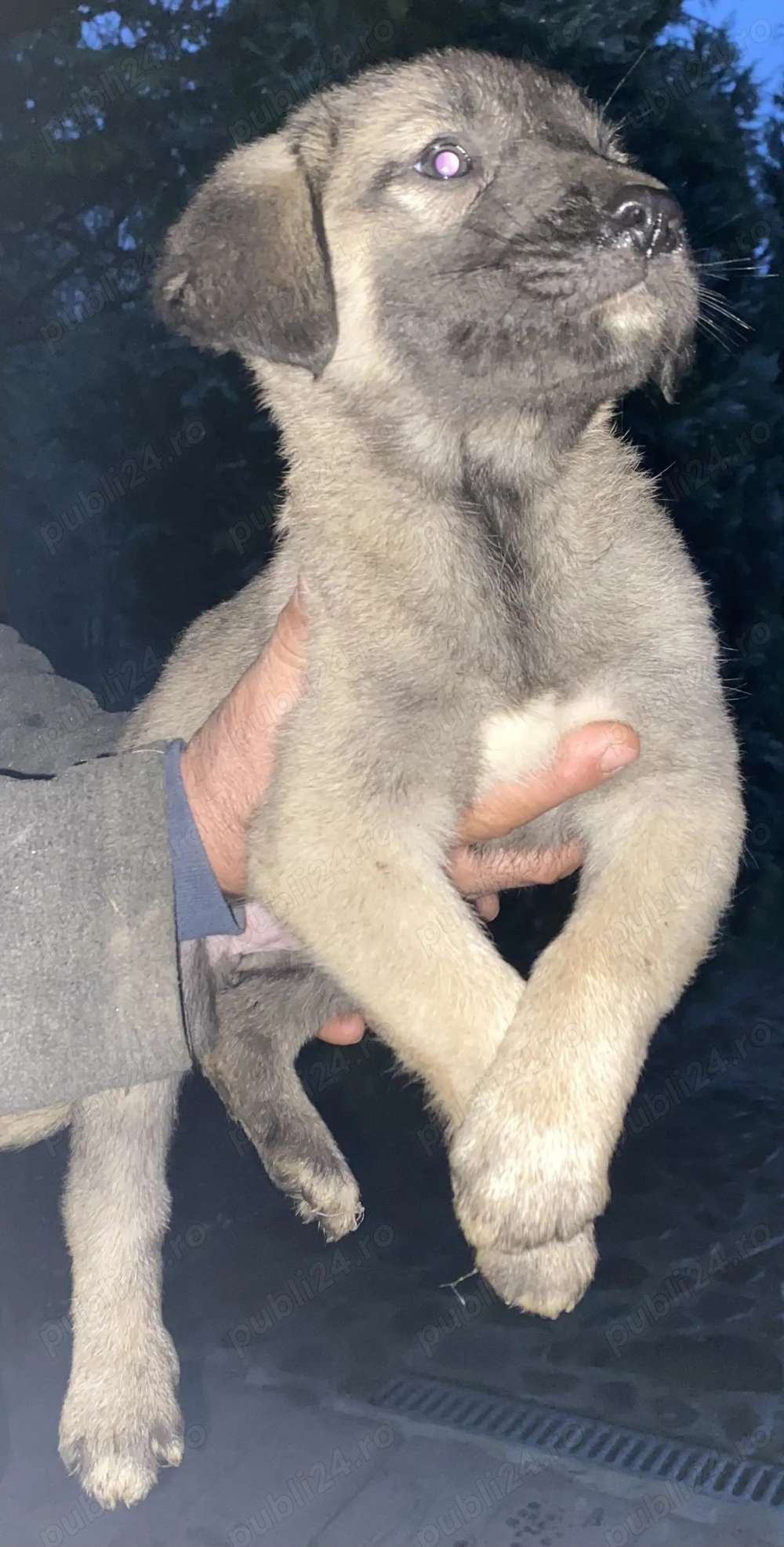 Catel de vanzare din tata Corb si mama Kangal