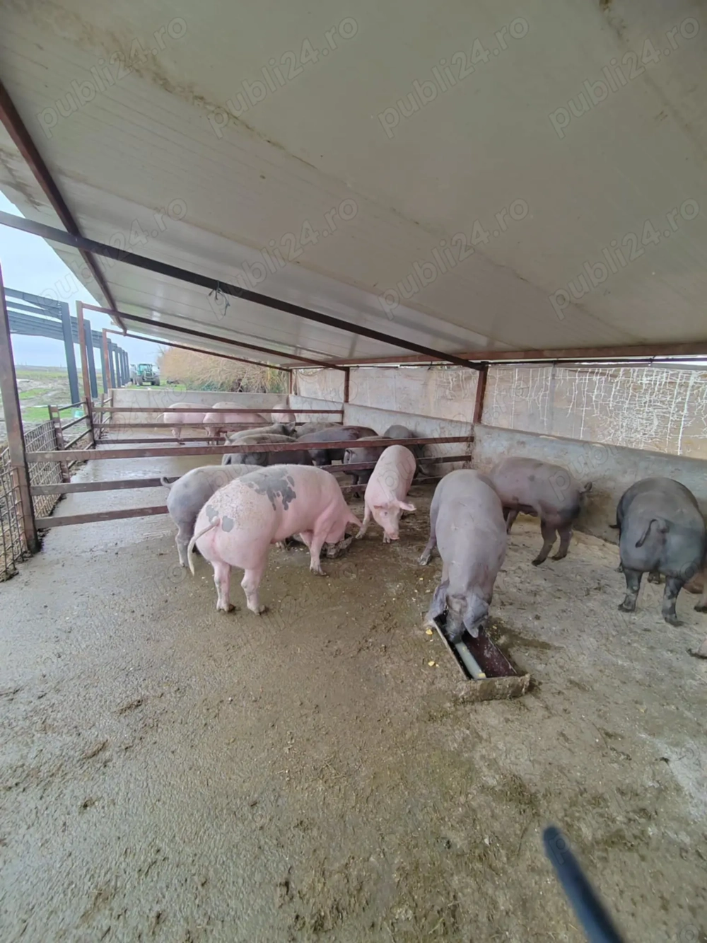 Vand porci crescuți natural 