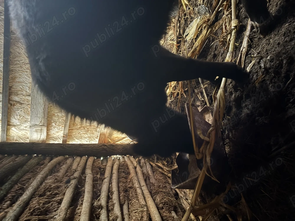 Vițea de vânzare 7 luni