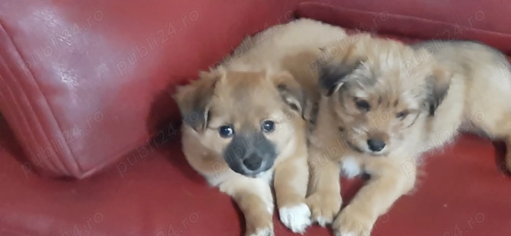 Cățelușă talie mică 