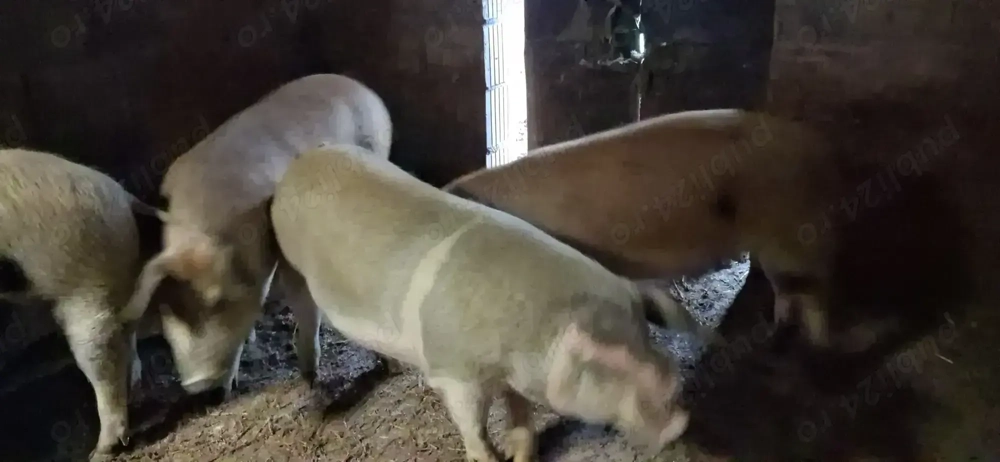 Vând porci pt.sacrificat