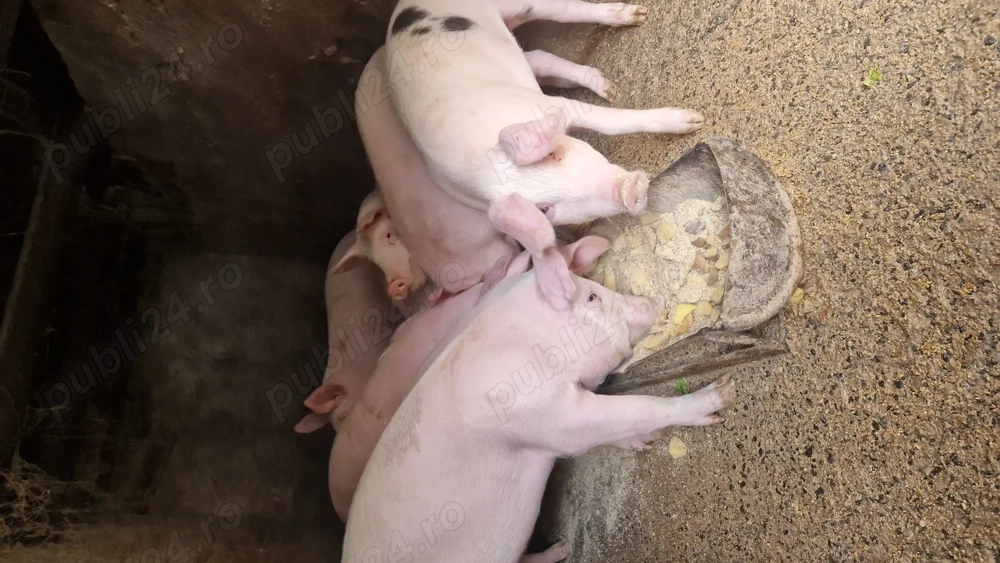 Soldani 50 60 kg de vanzare 