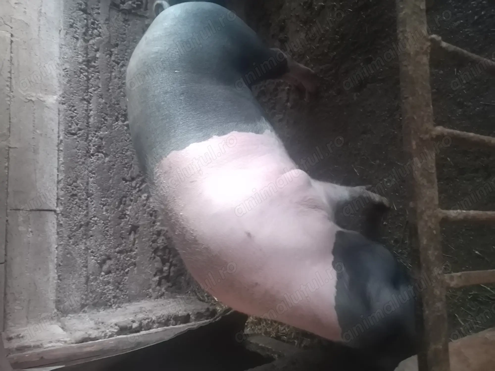 De vânzare un porc la alegere aproximativ 150kg ,cu posibilitatea de transport.Pret15lei kg.