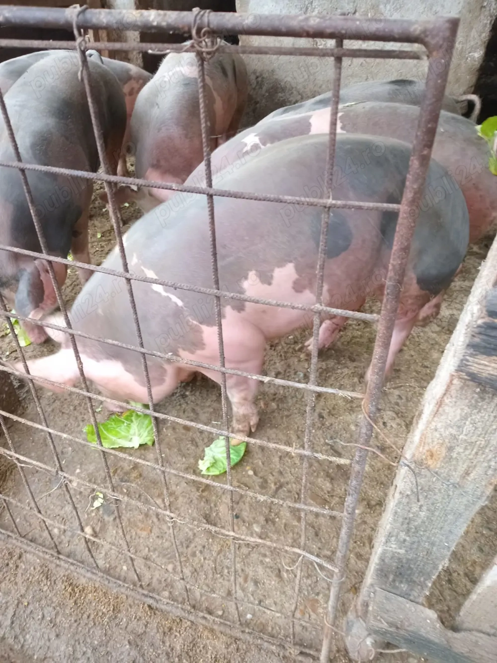 Vand porci pietrean 100kg