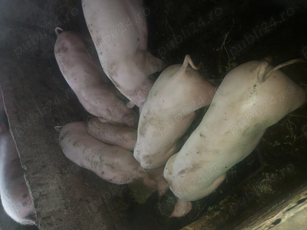 Porci de carne 70-120 kg