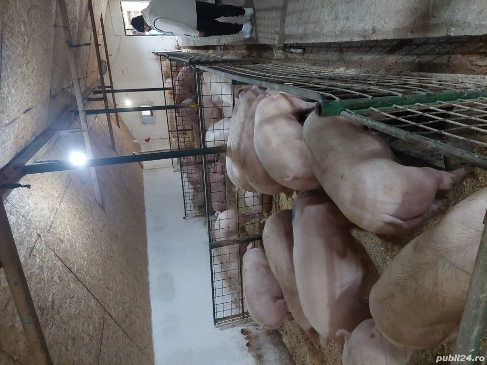 porci de vanzare 