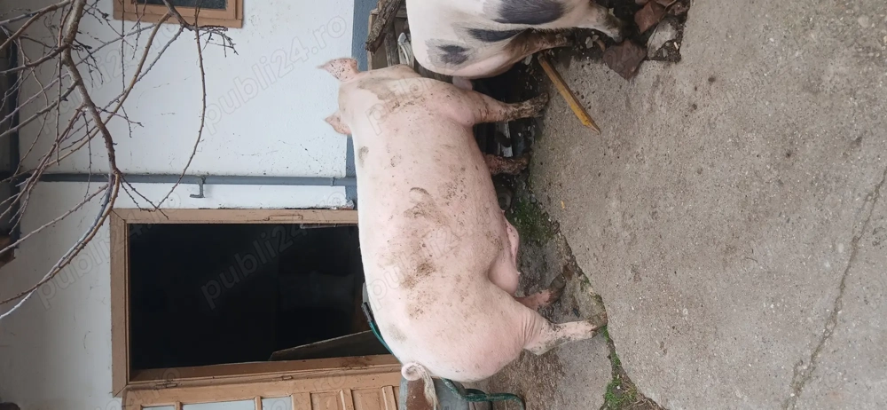 Porc de vanzare,pietrean din seringa cu marele alb,aproximativ +-180 kg,13 lei kg,Com apateu