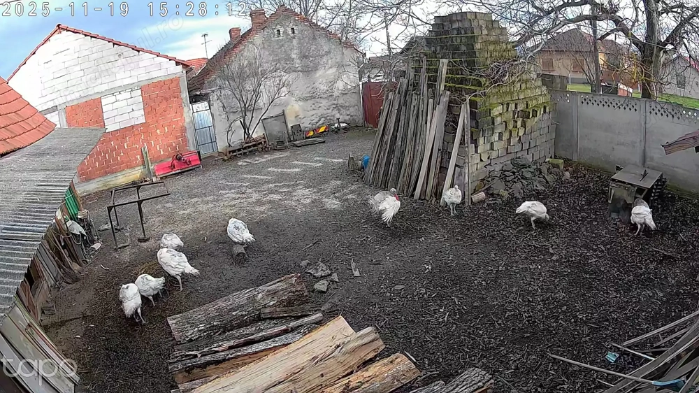 Curci si curcanii de vanzare 