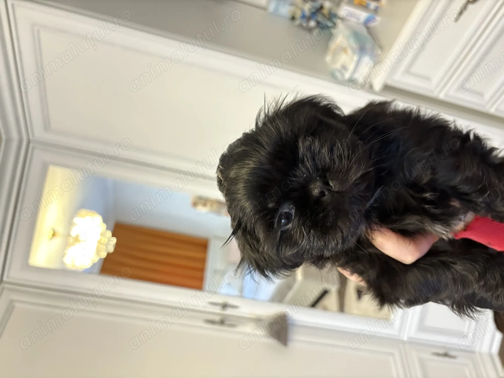 Vând pui Shih Tzu mascul