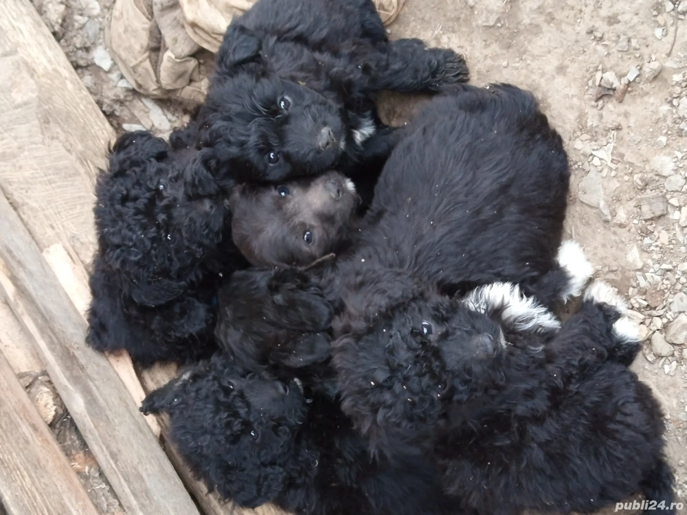 Vand catei rasa pully unguresc