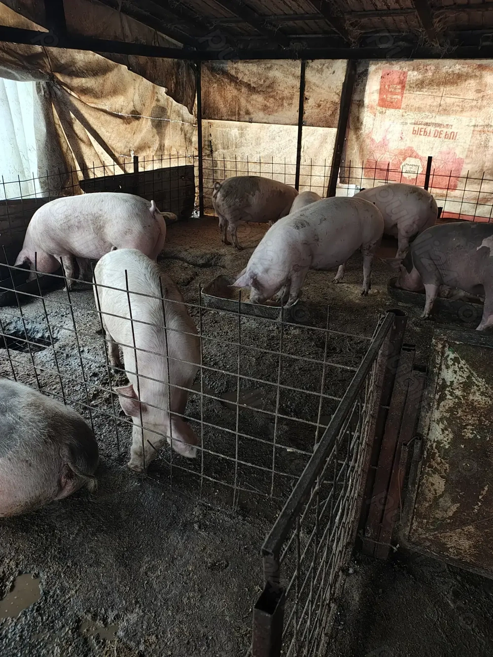 De vânzare porci rasa de carne 