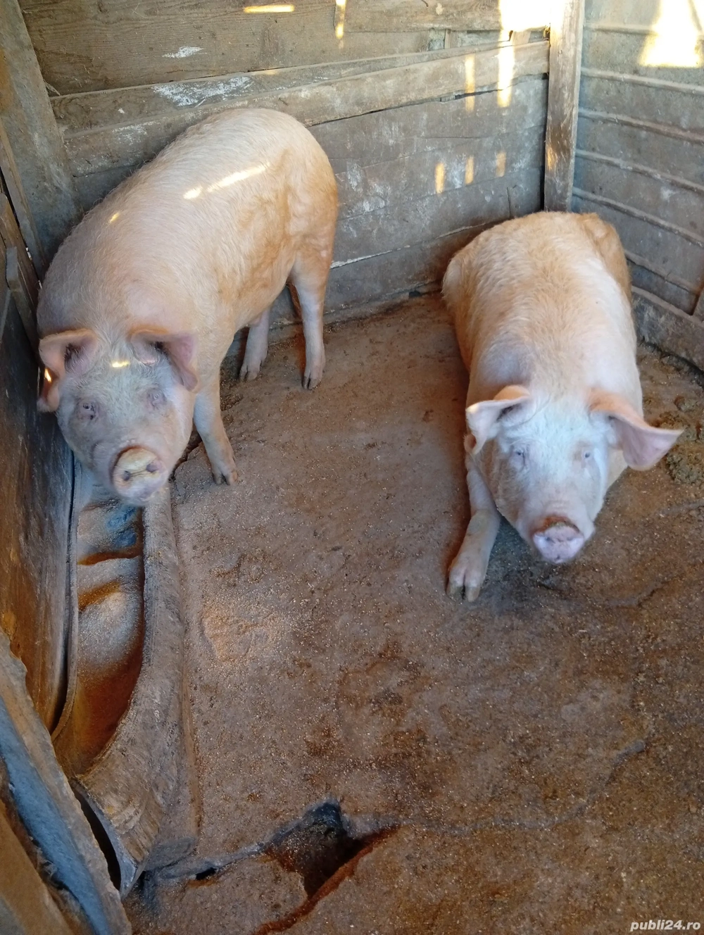 vand porci grasi crescuti natural