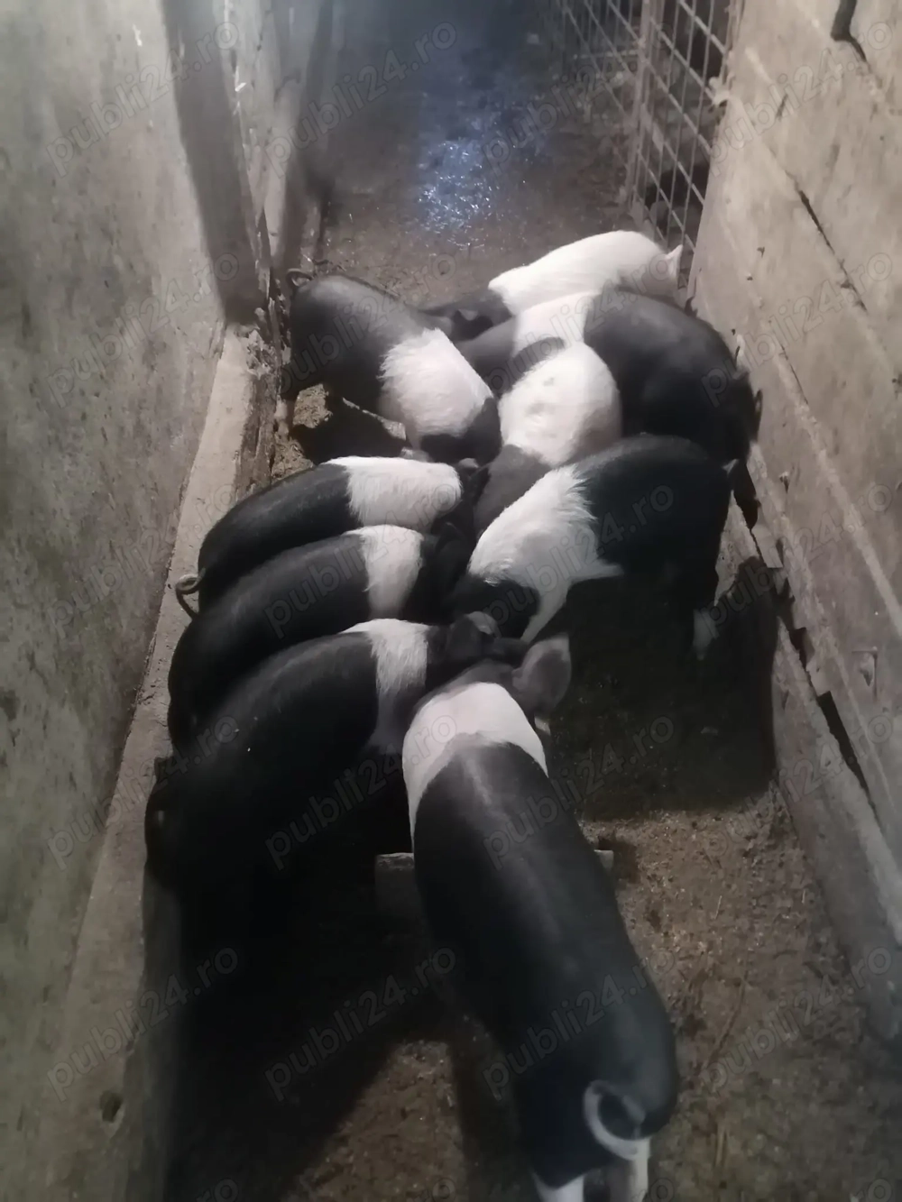 Purcei bazna, 8 săptămâni si jumatate, Pribilești. 