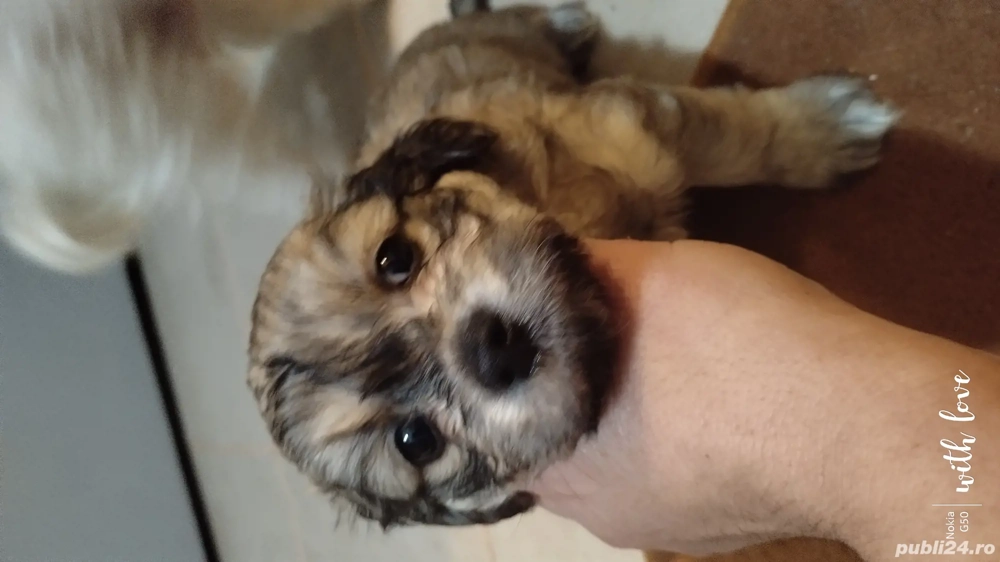 Catei bichoni havanezi 