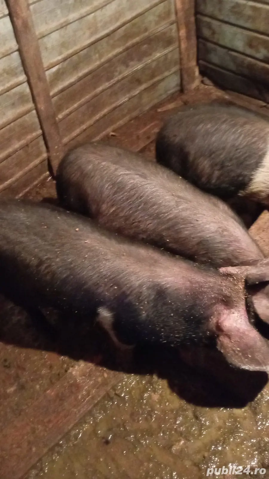 Vand o purcică si un porc 