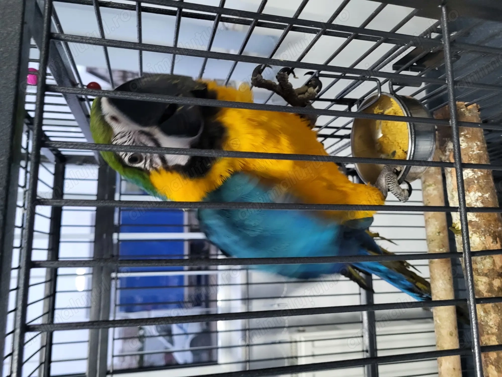 Papagal Ara Ararauna