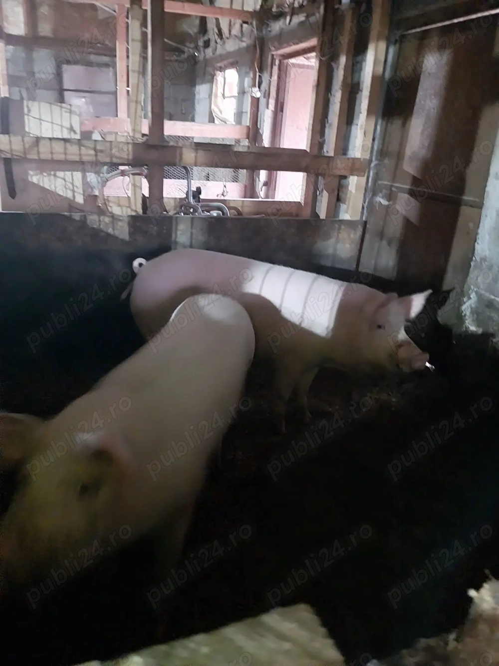 Vand purcele Landrace