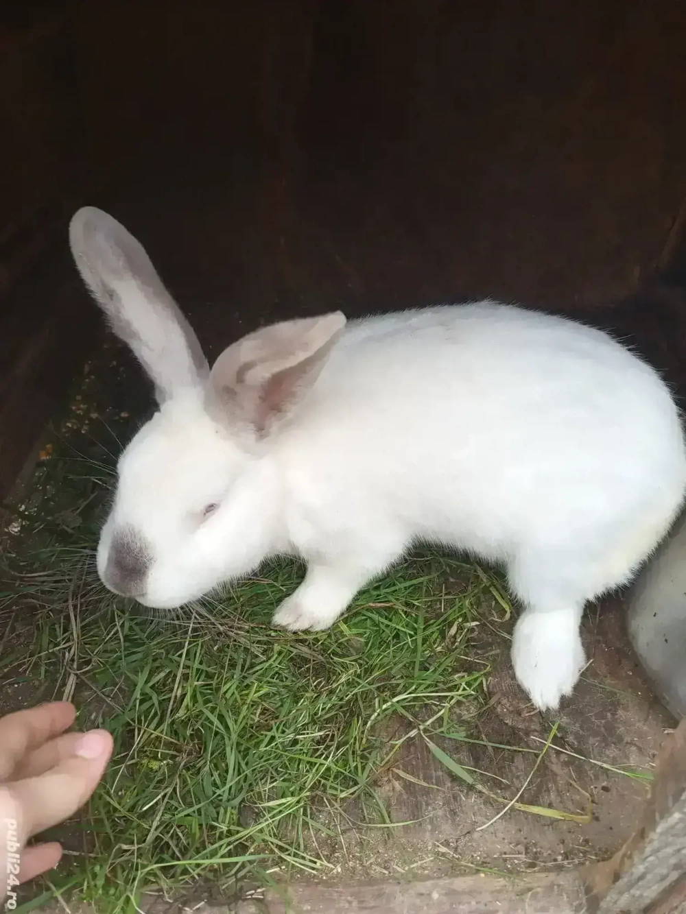 Iepuri Hycolo Fancezi și Metiș