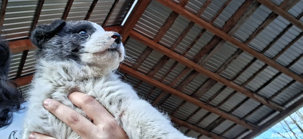 Donez câine Cobănesc de Buncovina  . Uregent !!!!!