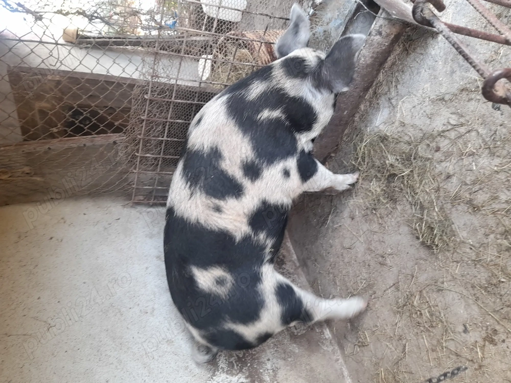 Vând porc rasa carne