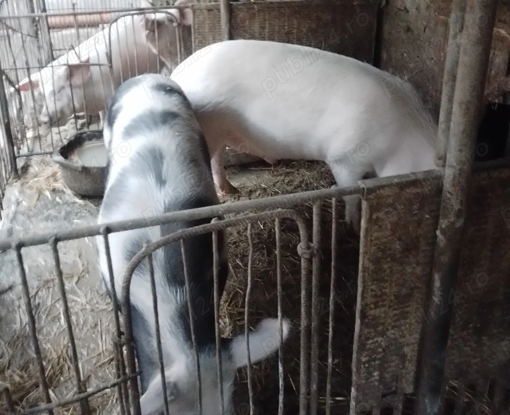 Vand porci 100 - 170 Kg 